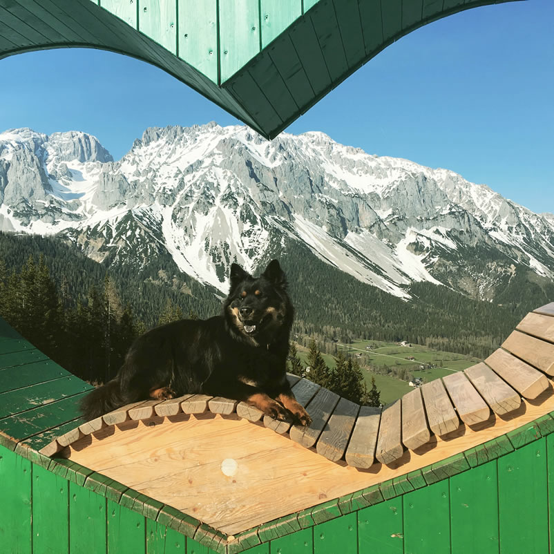 Unser Hund genießt das Bergpanorama