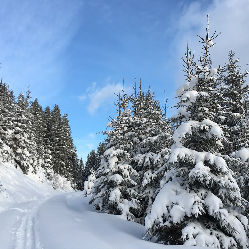 Winterlandschaft - ideal für Skitouren