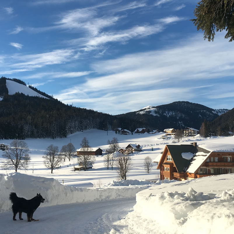 Hund blickt auf verschneite Pension Haus am Bach